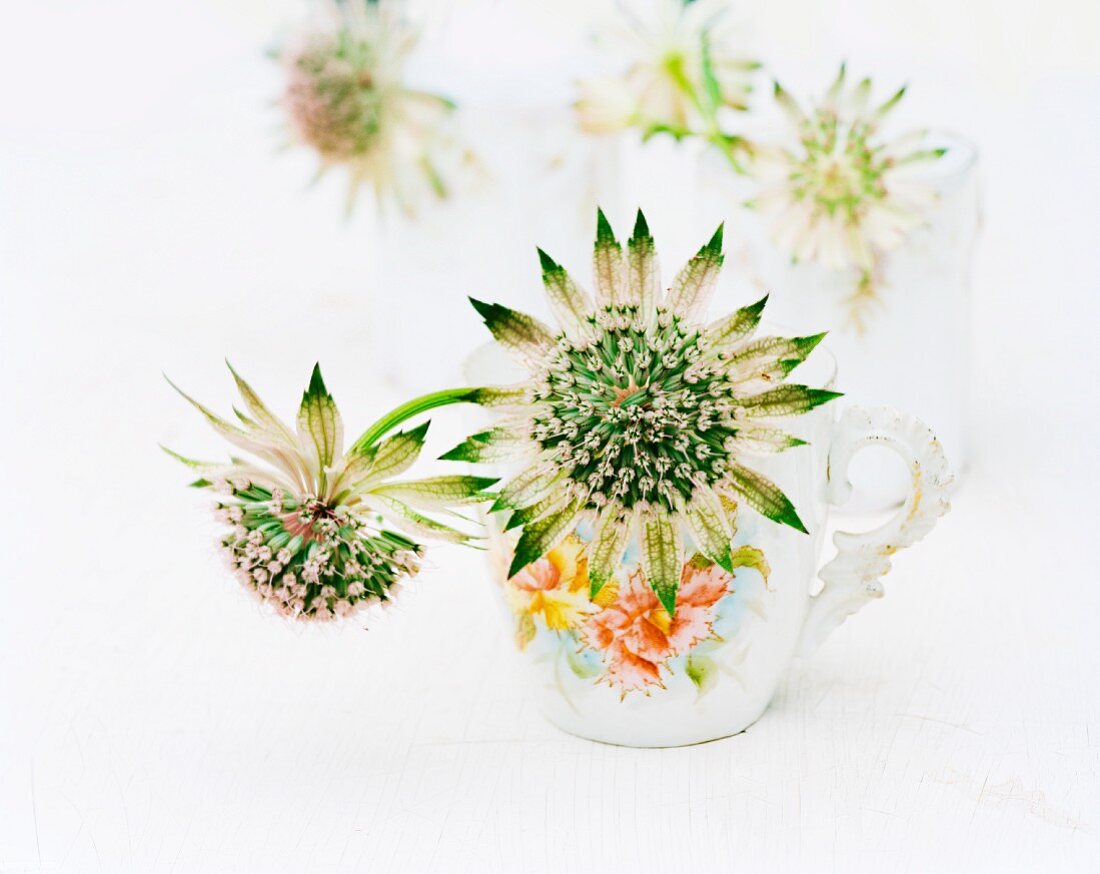 Astrantias in painted teacup