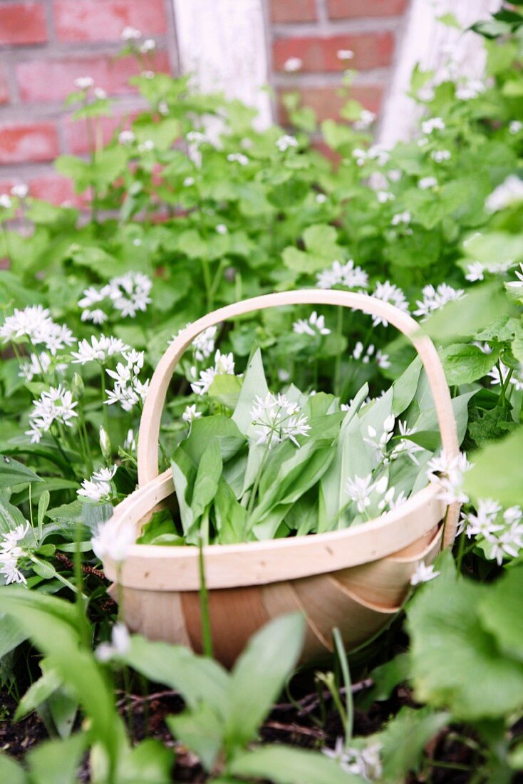 Wild garlic, planted outside and in a basket