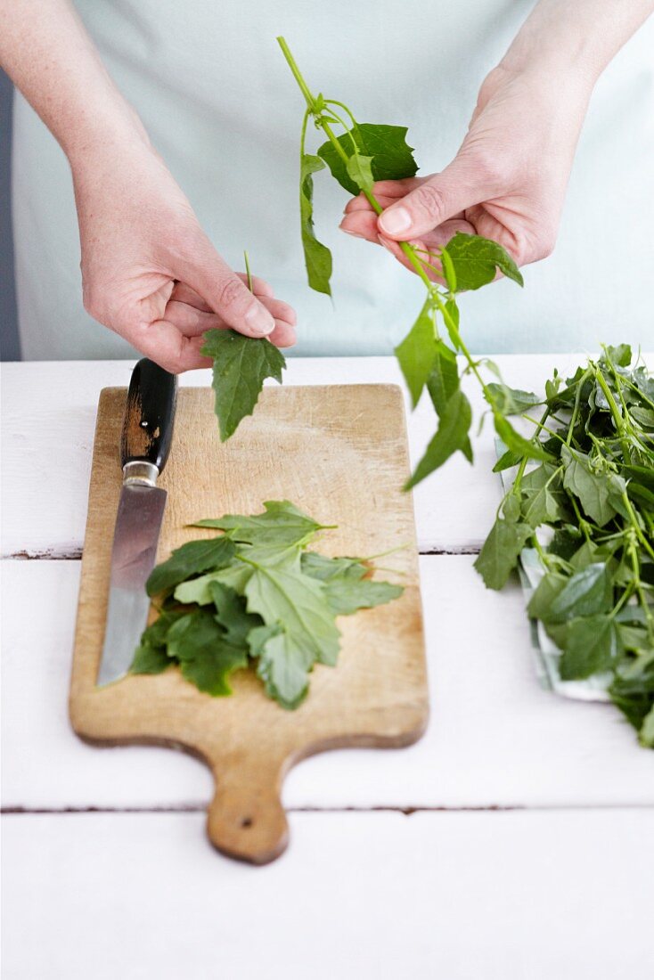 Saltbush leaves being removed from stems