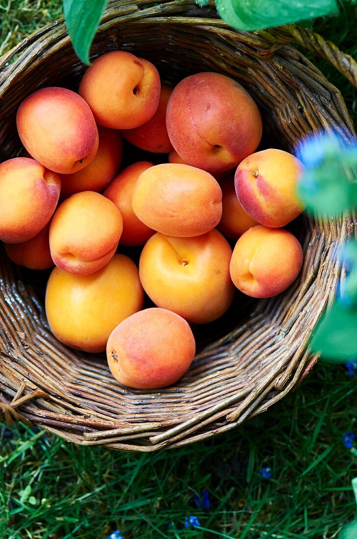 Fresh apricots in a basket in a field