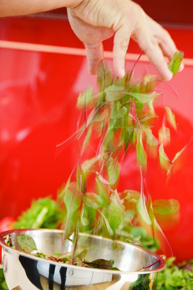 Hand wirft Sauerampferblätter von oben in Salatschüssel