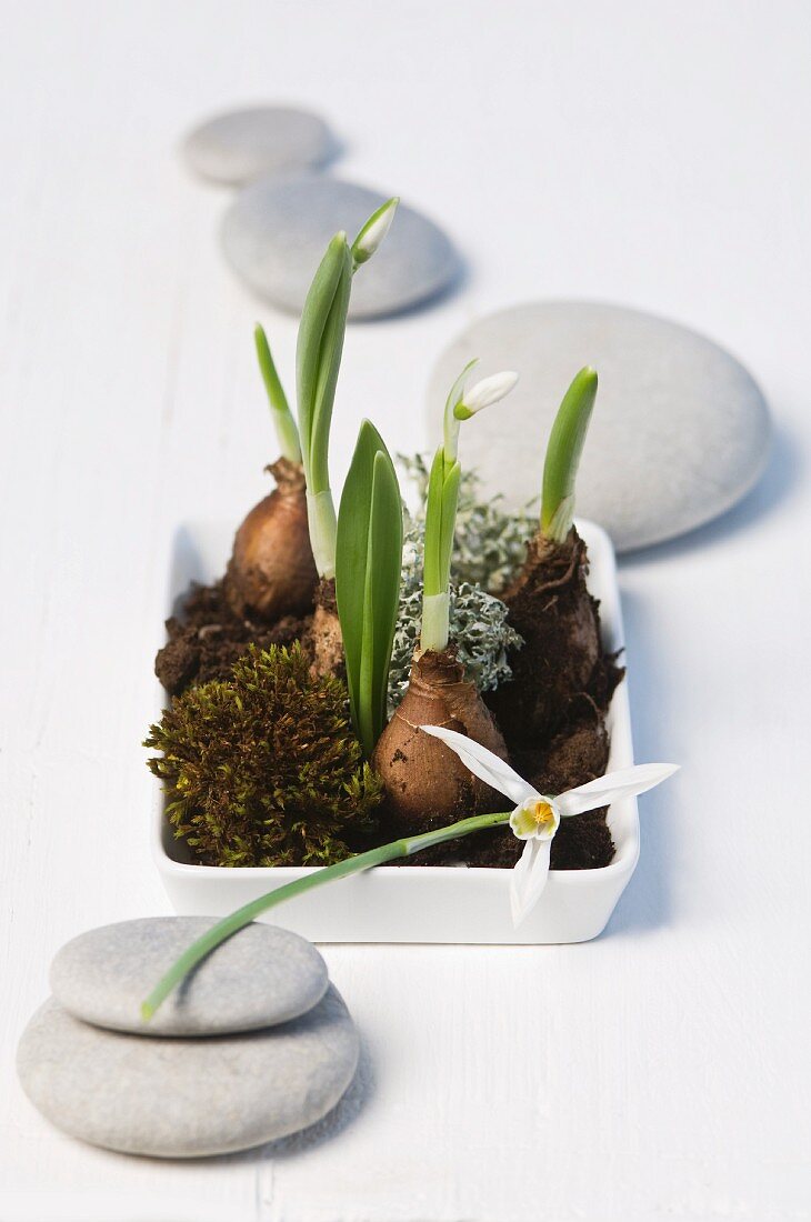Snowdrops with moss in a white dish surrounded by grey pebbles