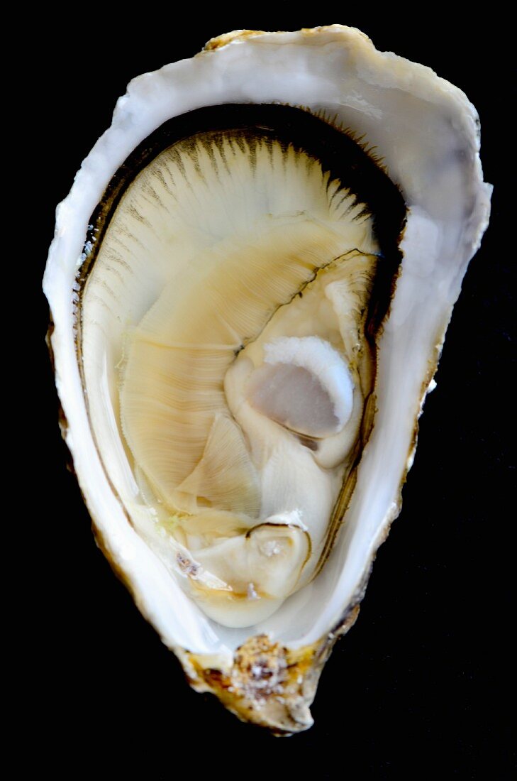 Close-up of an opened oyster