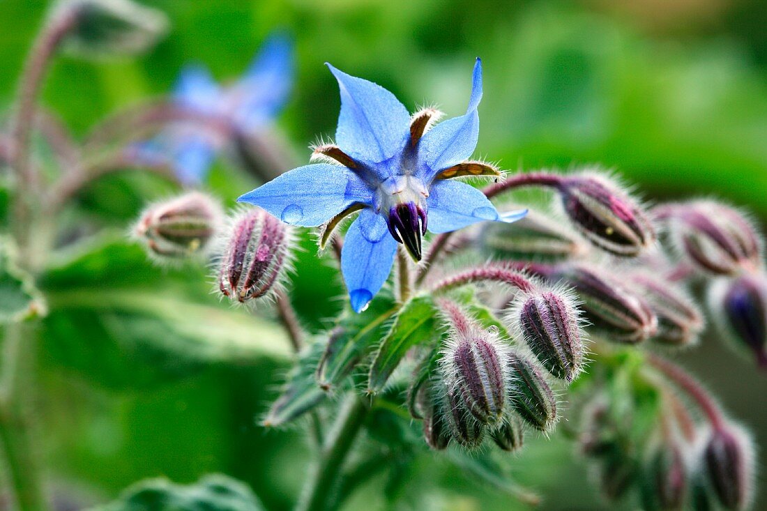 Nasse Borretschblüte