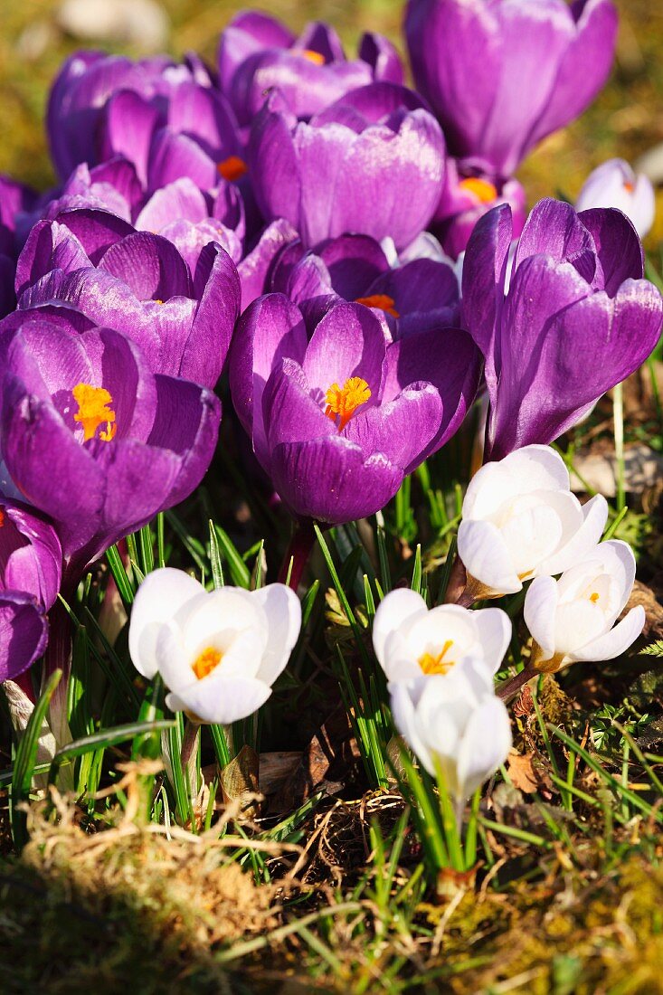 Purple and white crocuses