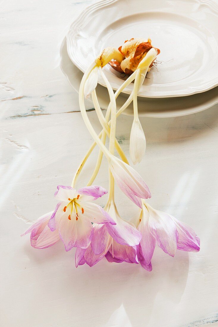 Flowering autumn crocus with bulb on vintage plate