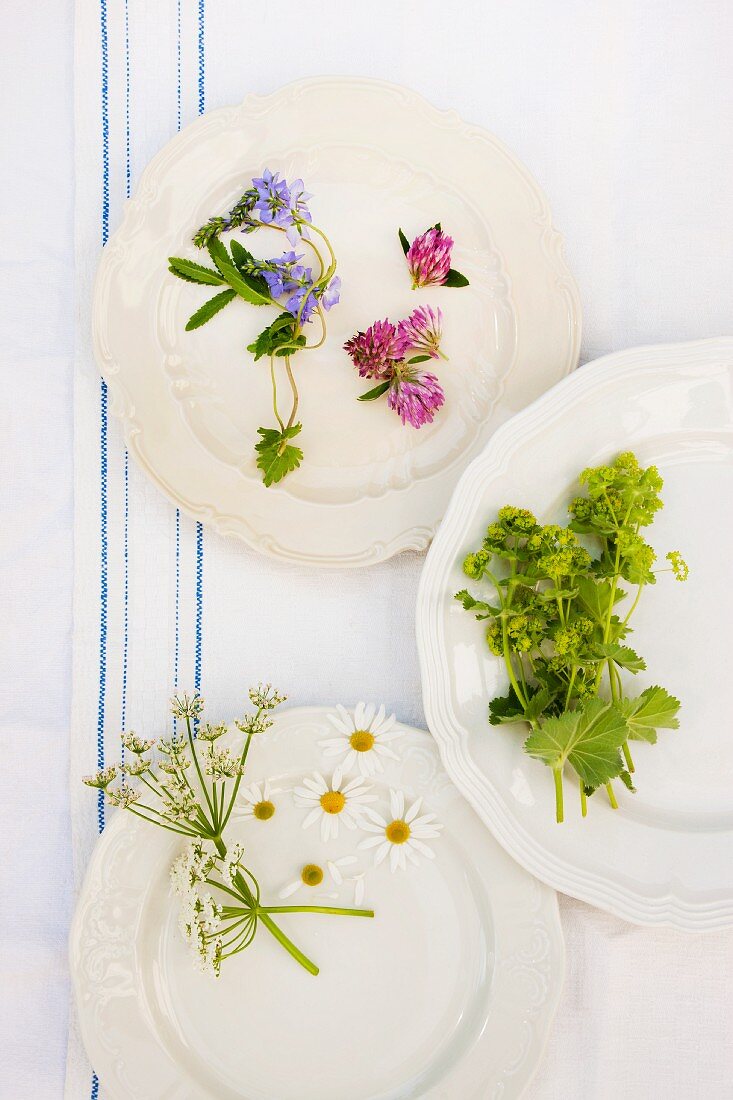 Stillleben mit drei Tellern mit Blüten von Heil- und Teekräutern: Eisenkraut, Rotkleeblüten, Frauenmantel, Schafgarbenblüten, Kamillenblüten