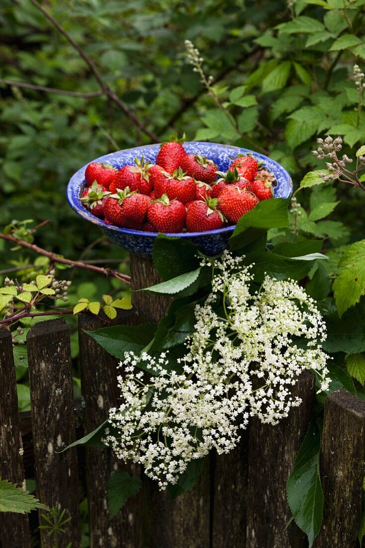 Frische Bio-Erdbeeren in blauer Emailleschüssel auf altem Holzzaun im Garten