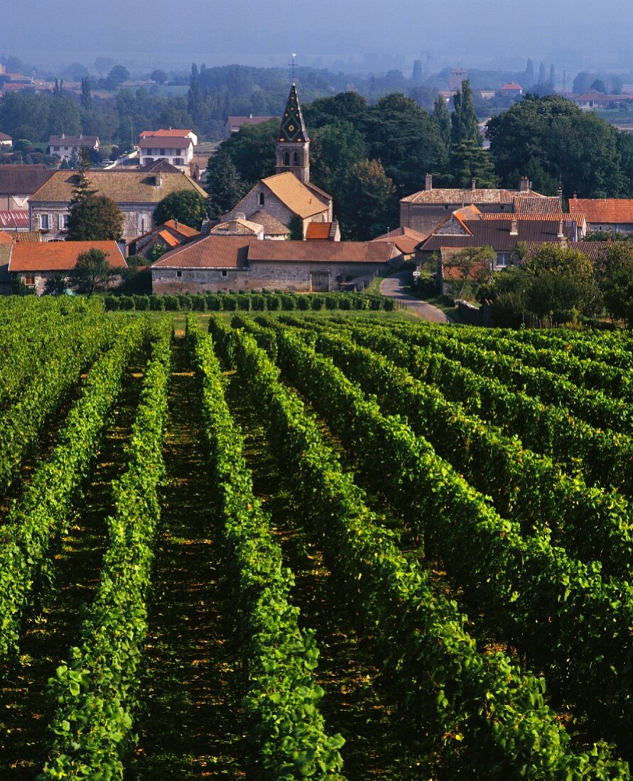 Blick vom Weinberg auf das Dorf Viré, Burgund, Frankreich