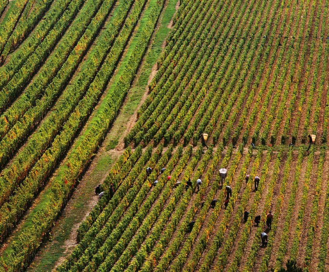 Erntearbeiter bei der Weinlese