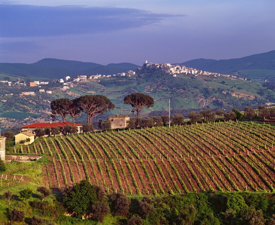 Weingut in der Basilicata, Süditalien