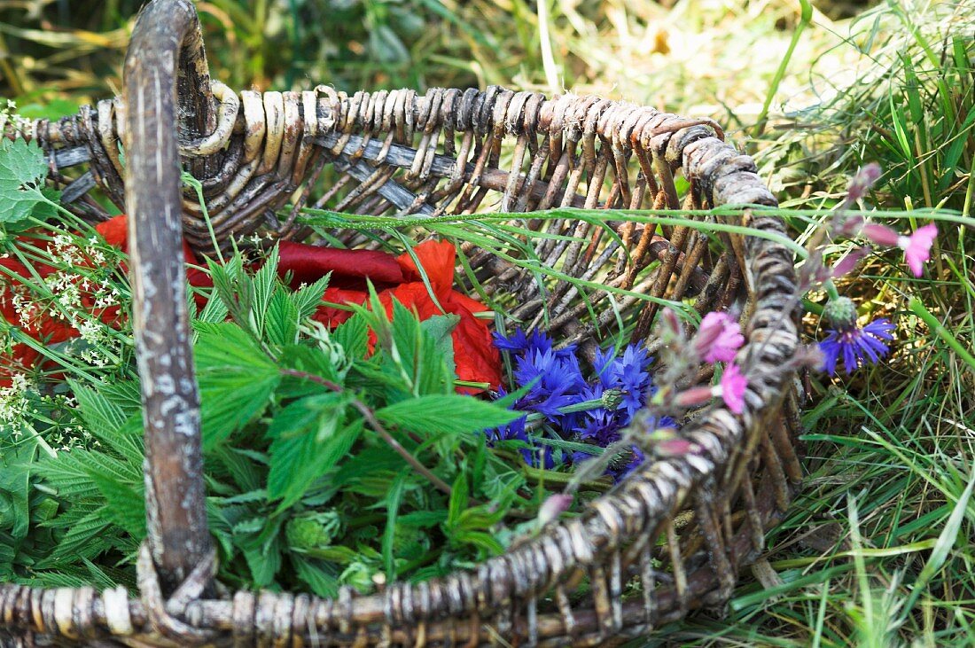 A basket of edible wild herbs (meadowsweet, cleaver, poppies, cornflowers, cranesbills)