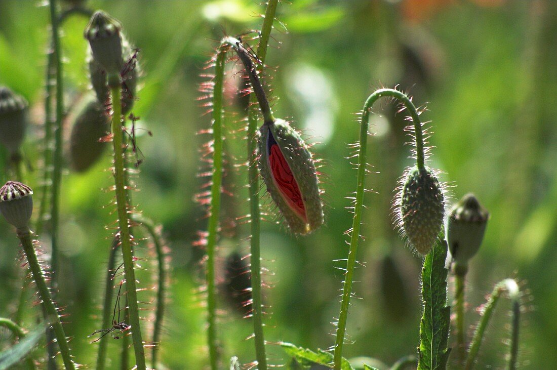 Mohnknospen auf dem Feld