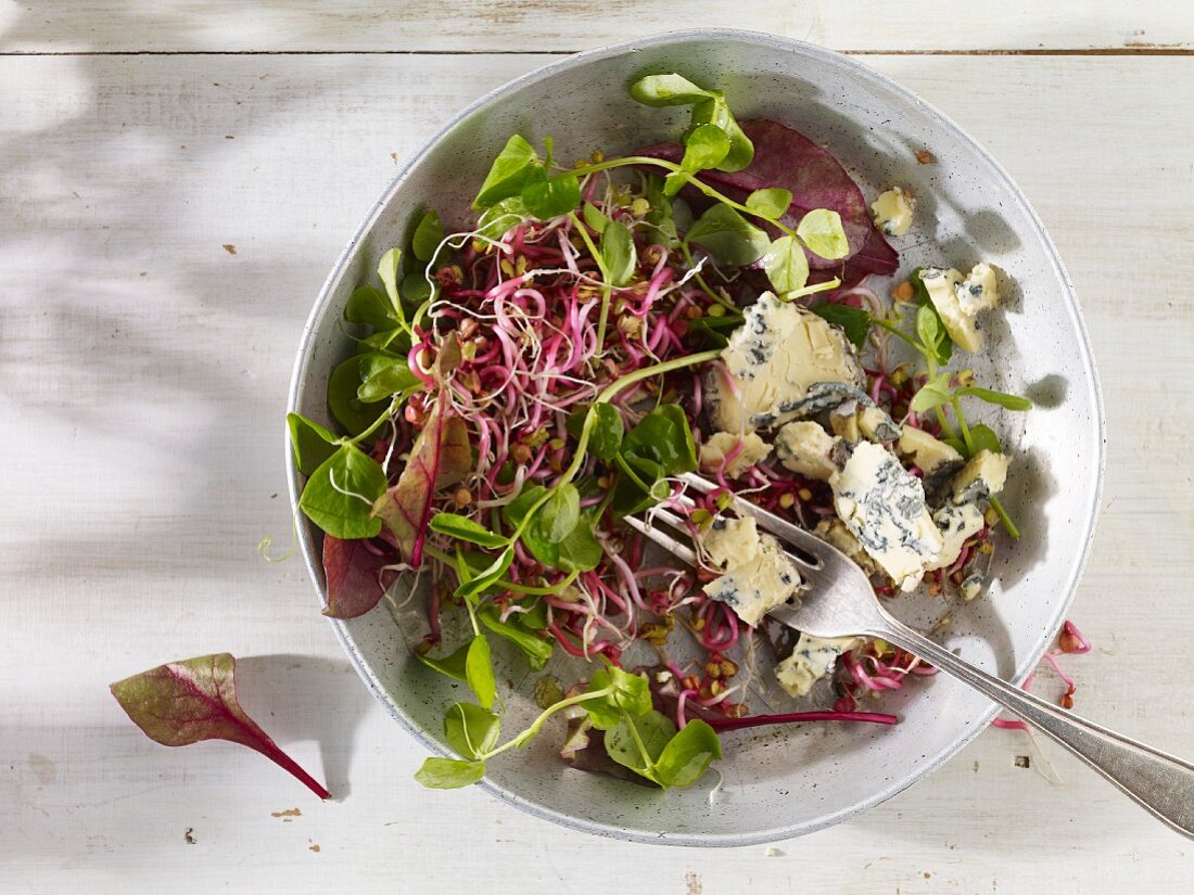 Salat mit Sprossen, Pflücksalat und Blauschimmelkäse