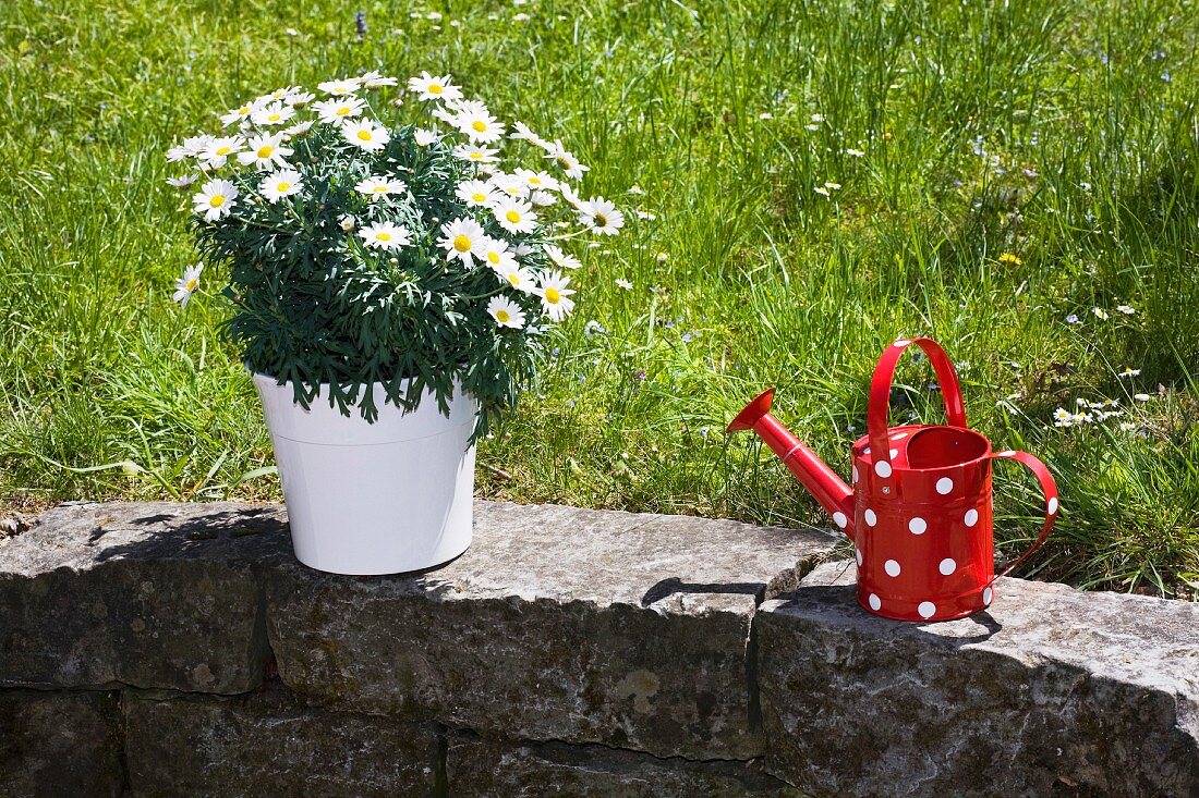 Margerite im Topf & Giesskanne auf Gartenmauer