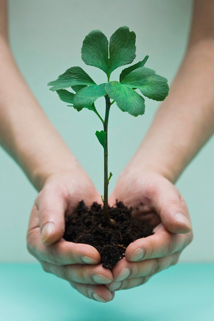 Hands cradling a small ginkgo sapling