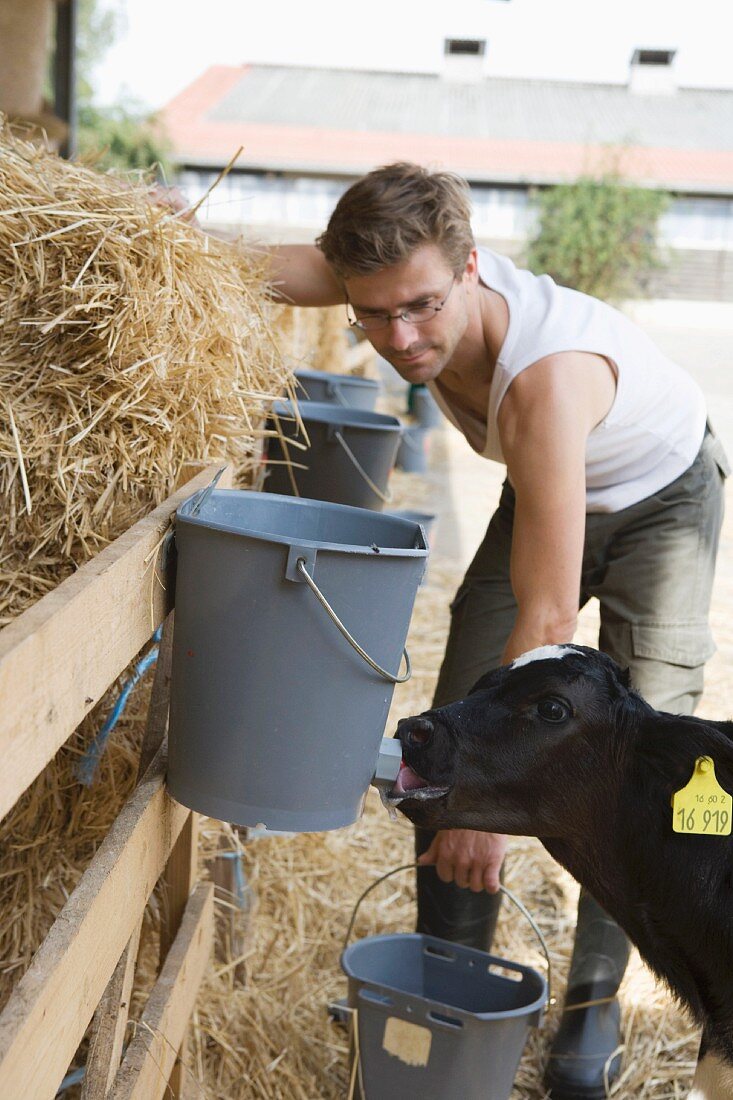 A farmer feeding a calf and a barn