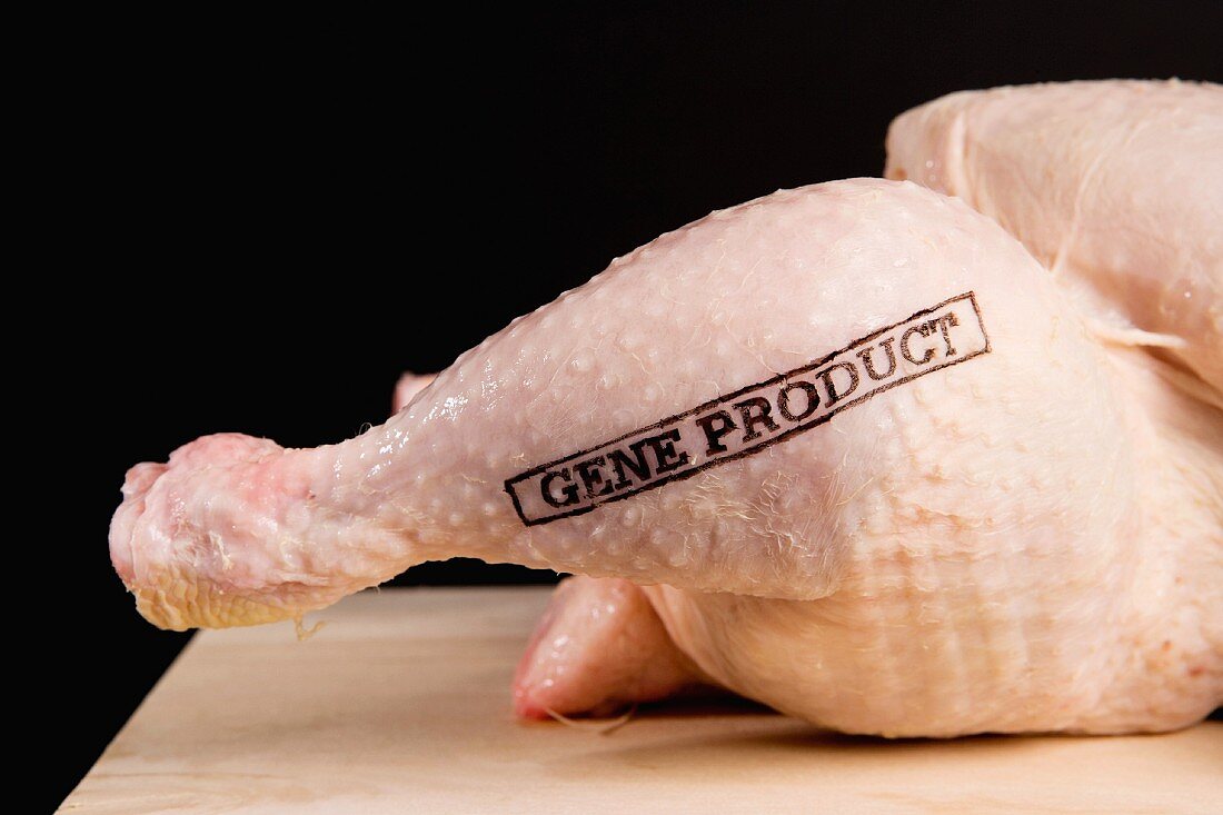 Frisches Huhn mit Stempel: genmanipuliert (Close Up)