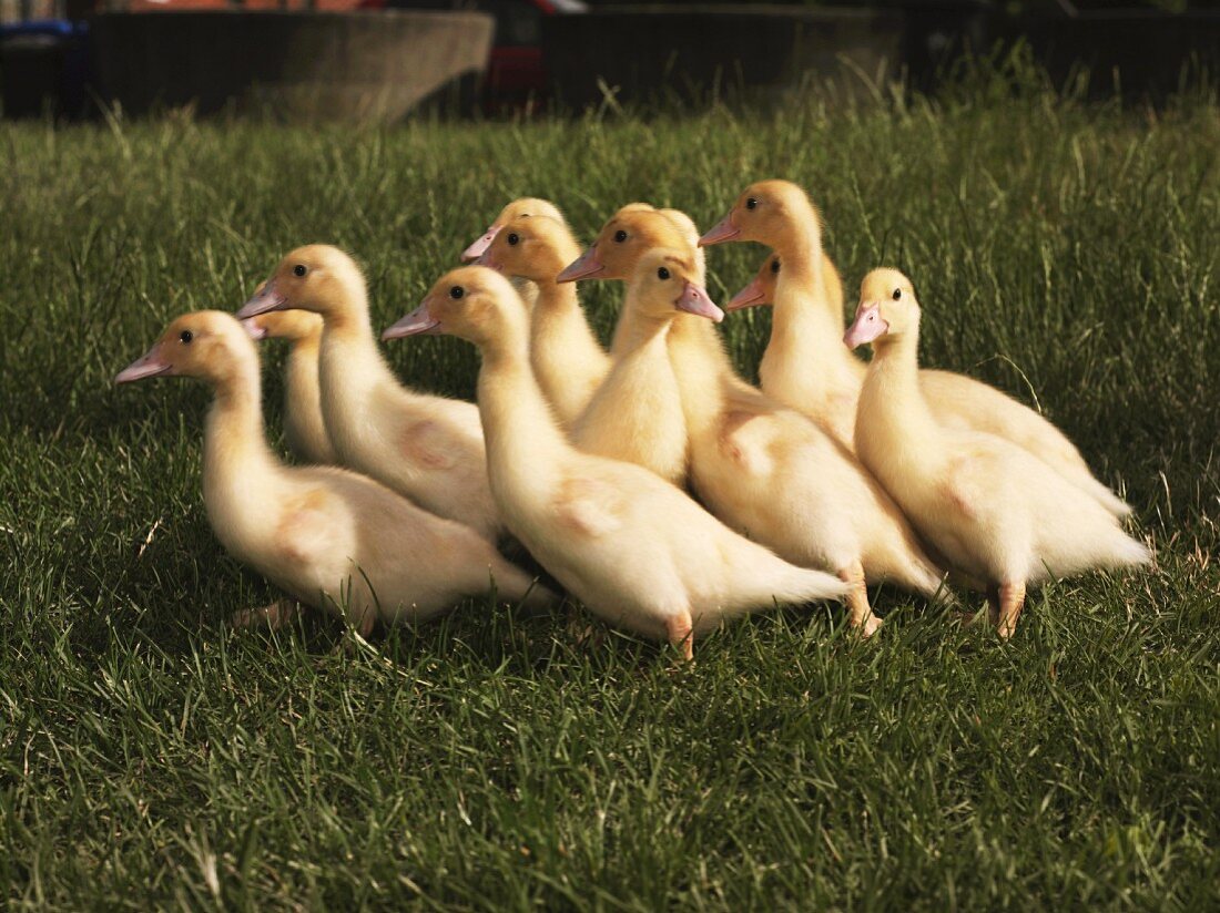 Baby ducks in a field