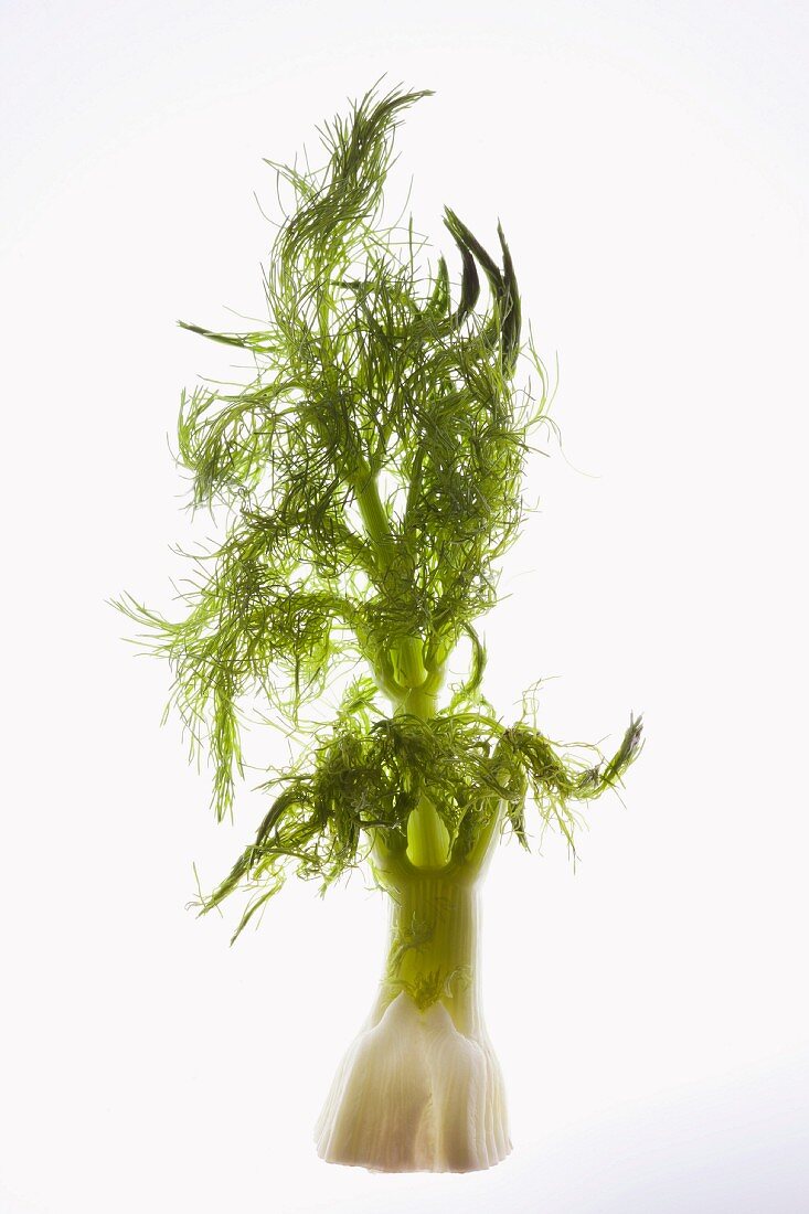 A fennel bulb and leaves