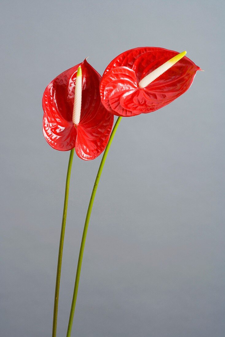 Zwei rote Anthurien (Anthurium Andreanum) vor grauem Hintergrund