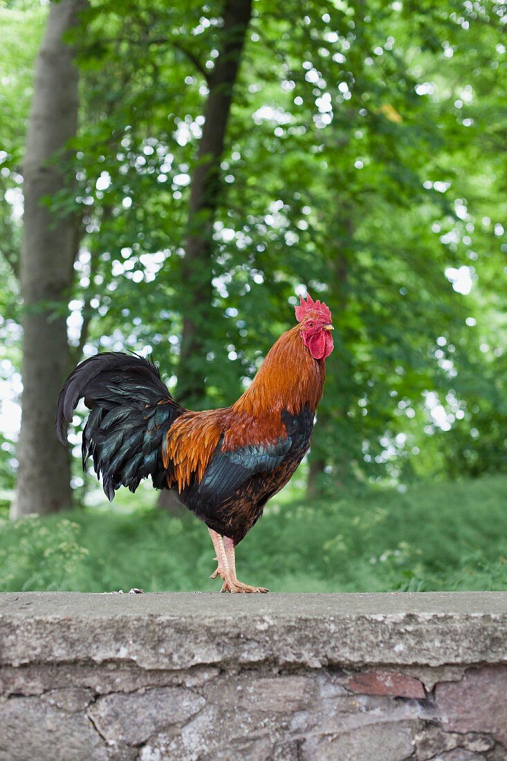 A proud cockerel standing on a stone wall