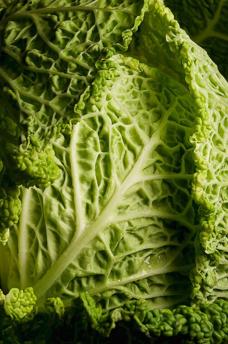 Savoy cabbage (detail)