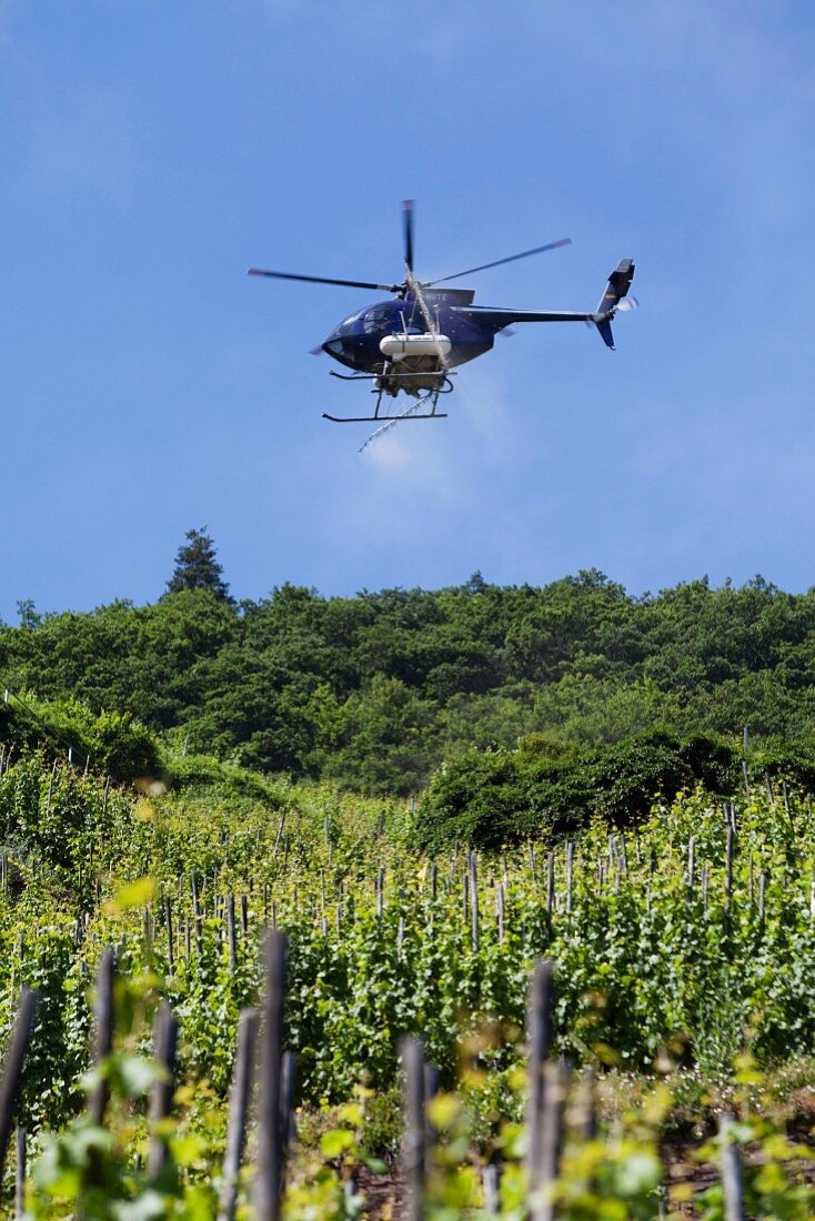A helicopter spraying a vineyard, Rhineland Palatinate, Germany