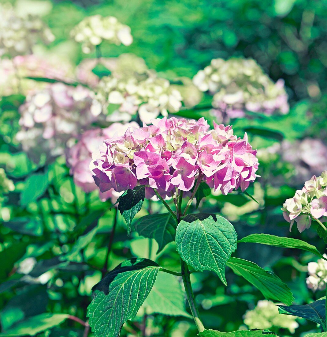 Hydrangea flowers in garden