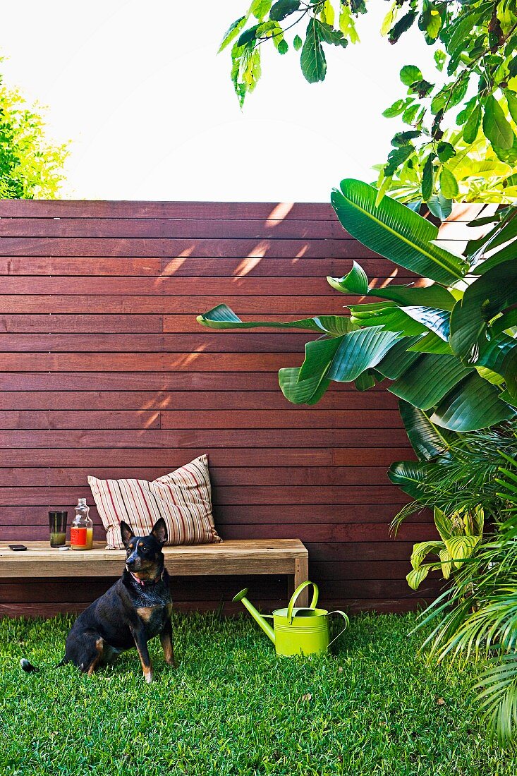 Urban garden with wooden screen - dog on lawn in front of garden bench and green metal watering can