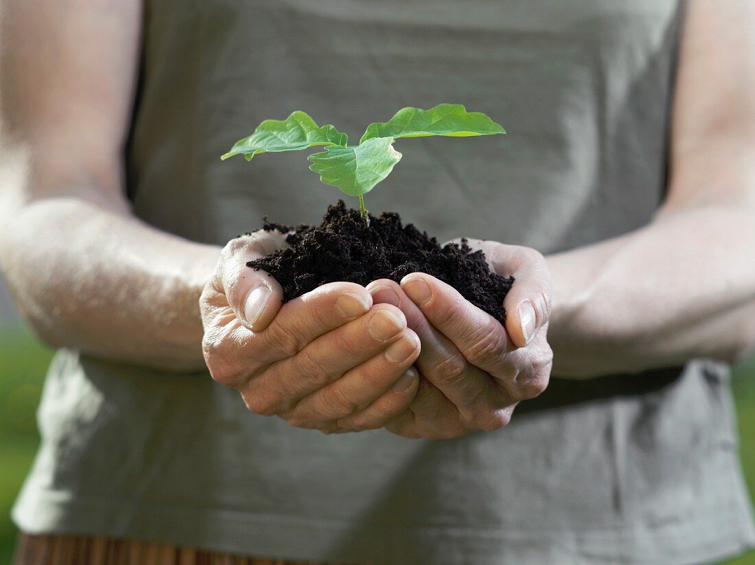 Hands holding a young plant in loose soil