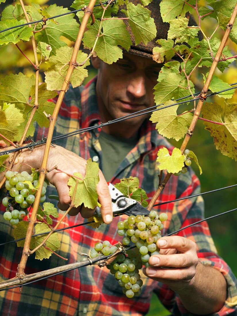A vintner harvesting grapes from a vine