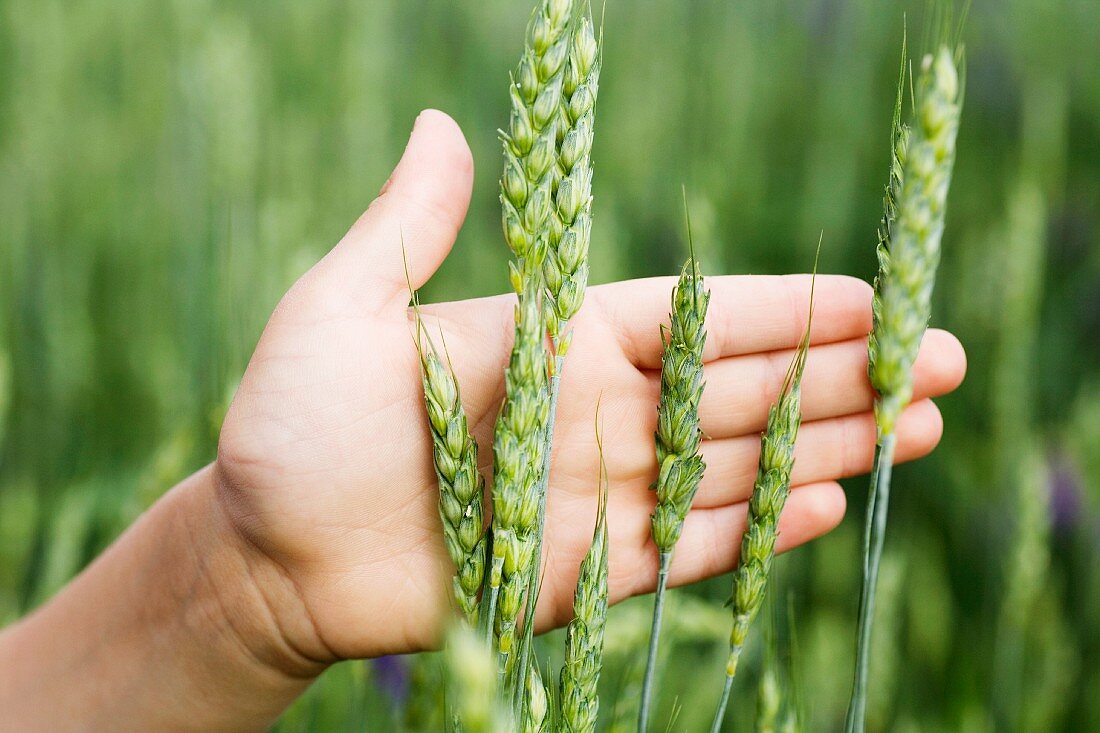 A hand touching ears of wheat growing in a field