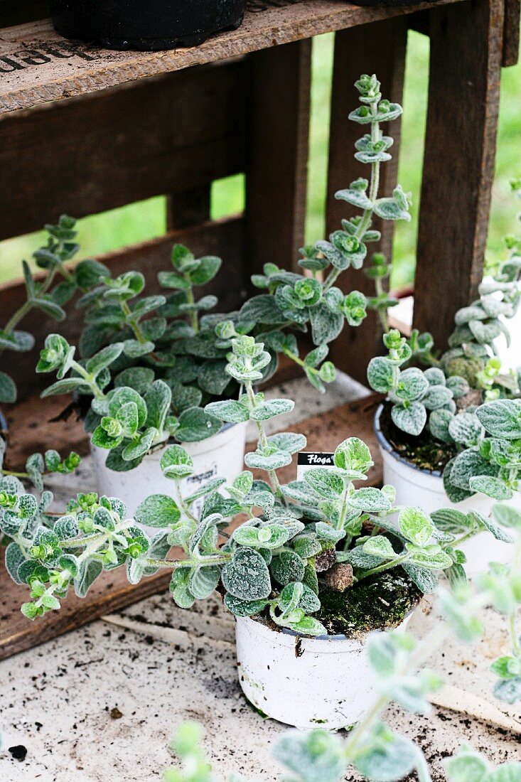 Kreta marjoram in flower pots in a garden