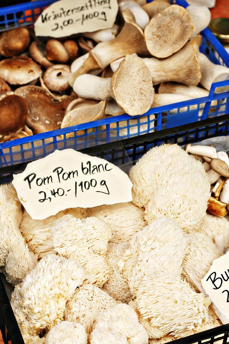 Pom Pom Blanc mushrooms and king trumpet mushrooms at a market