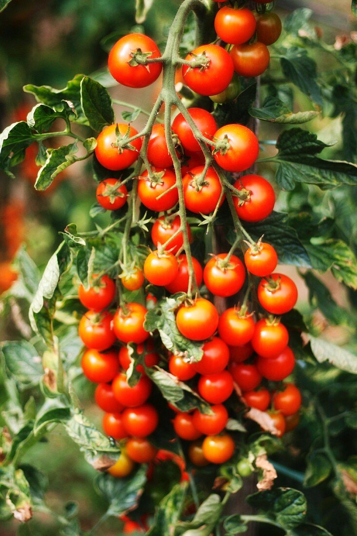 A tomato plant in the garden