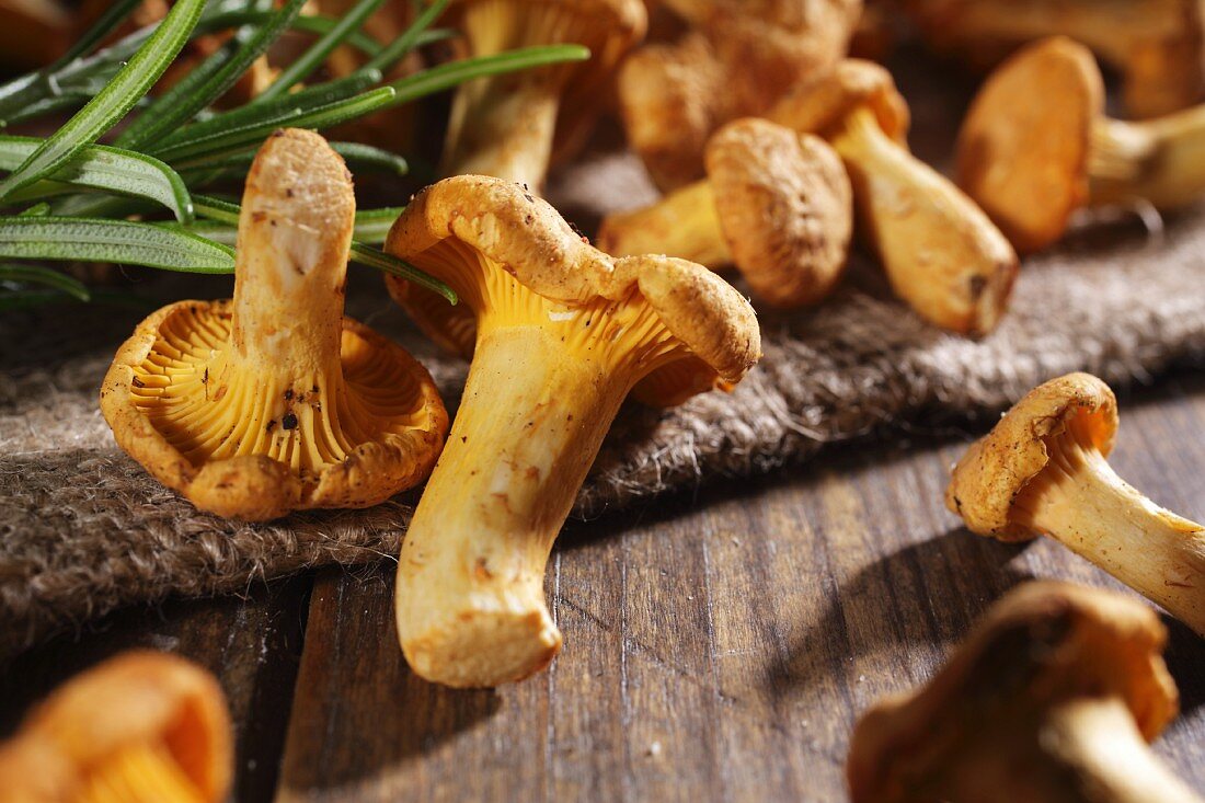 Fresh chanterelle mushrooms with rosemary on a wooden surface
