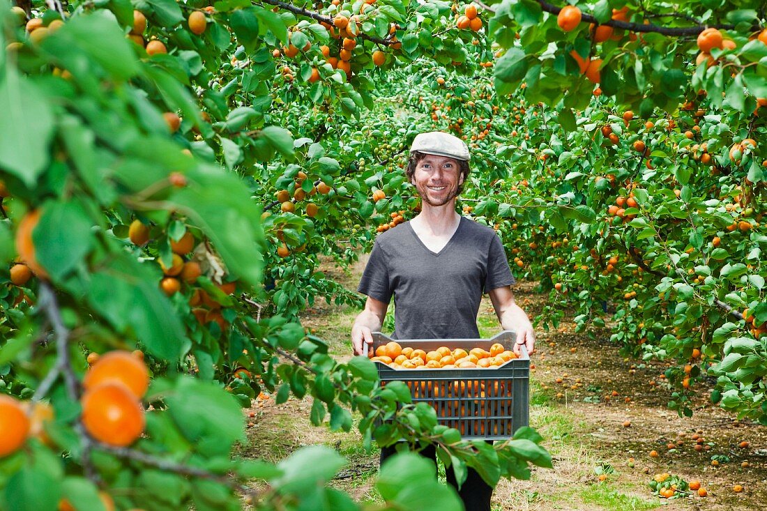 A young man with freshly harvested apricots