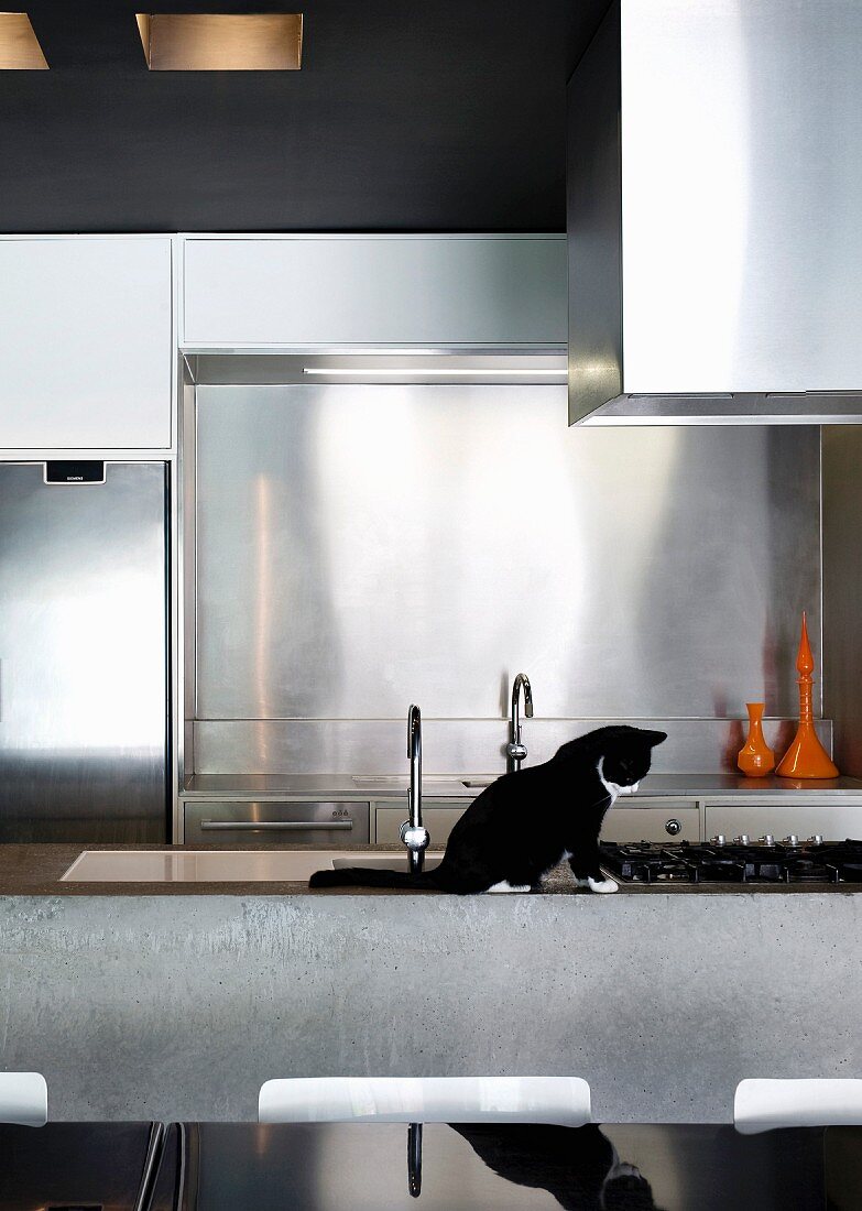 Katze sitzt auf Küchentheke in Designerküche mit Edelstahlverkleidung hinter Spüle