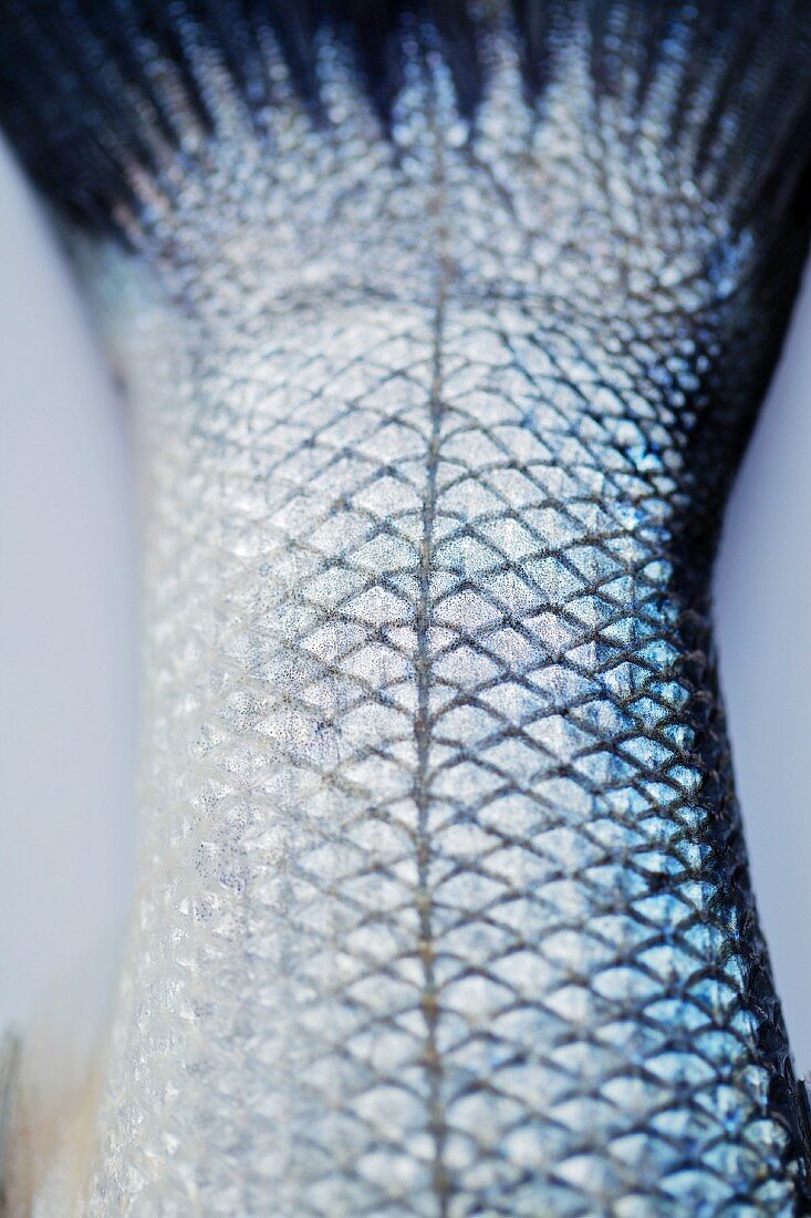 A fishtail (close-up)