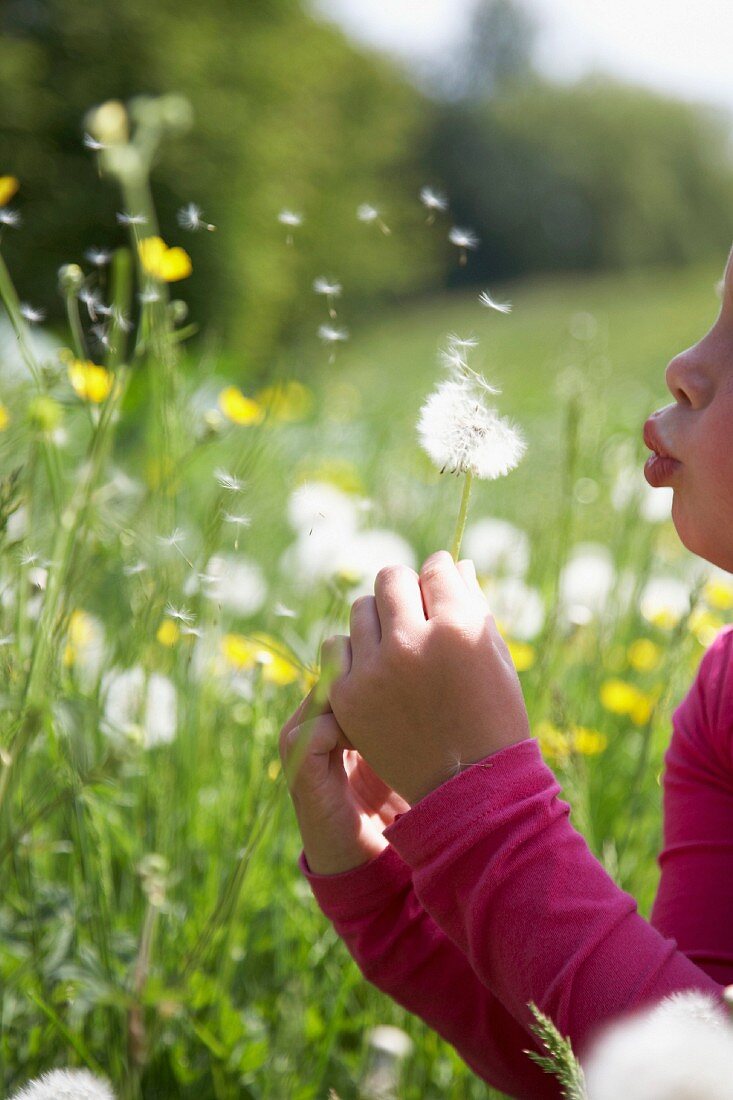 Kleines Mädchen pustet eine Pusteblume an