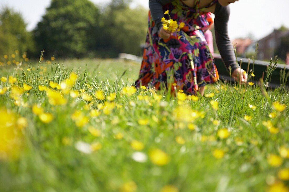 Mädchen pflückt Butterblumen auf der Wiese