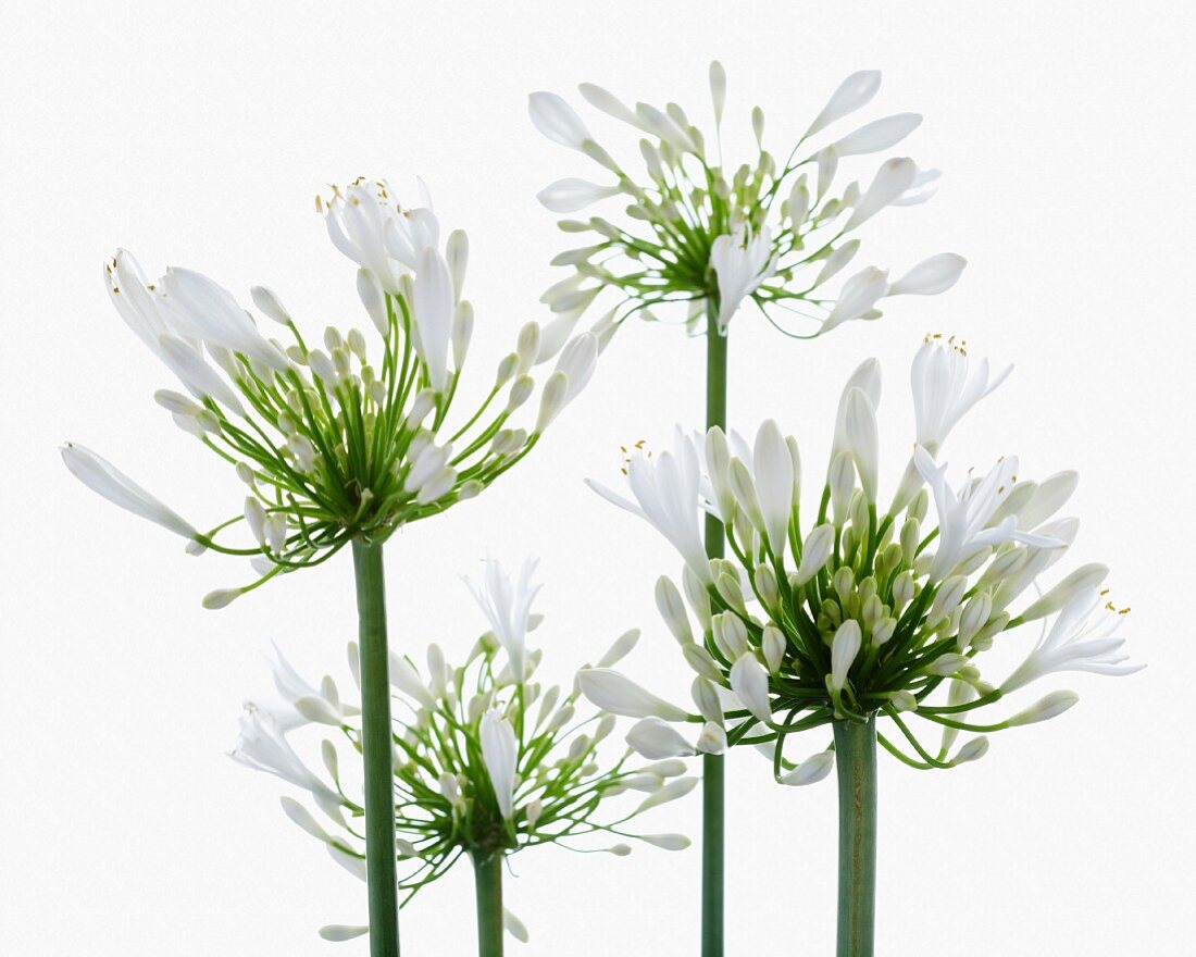 Schmucklilien (Agapanthus)