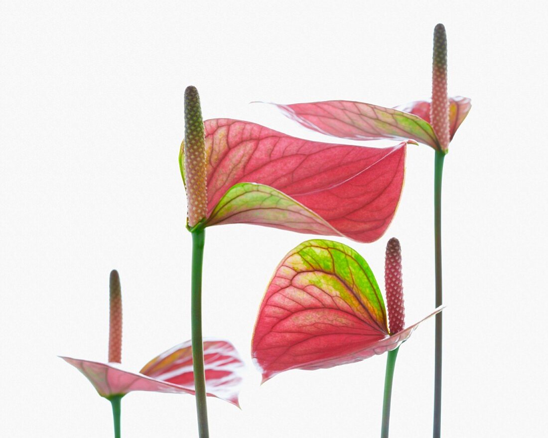 Flamingoblumen (Anthurium)