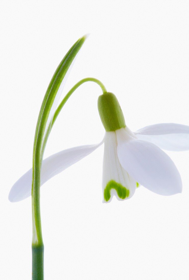 A snow drops (close up)