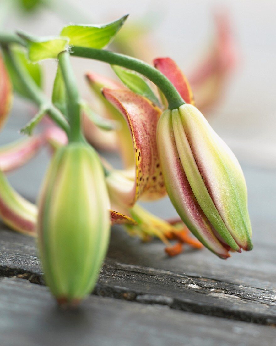 Lilienknospen & -blüte der Sorte Slade Select