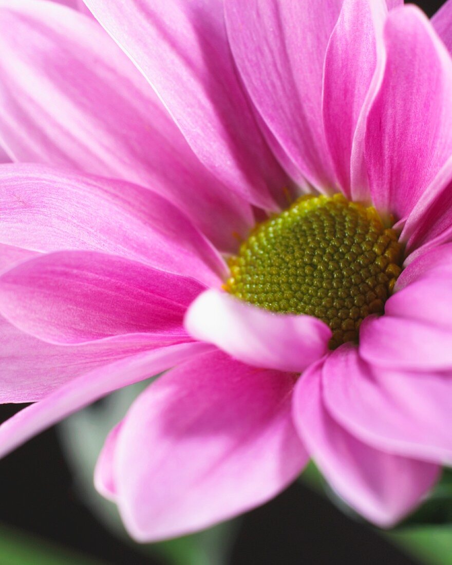 Pink chrysanthemum flower