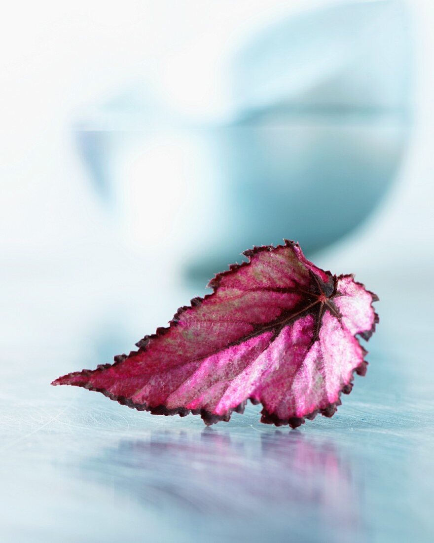 Red begonia leaf