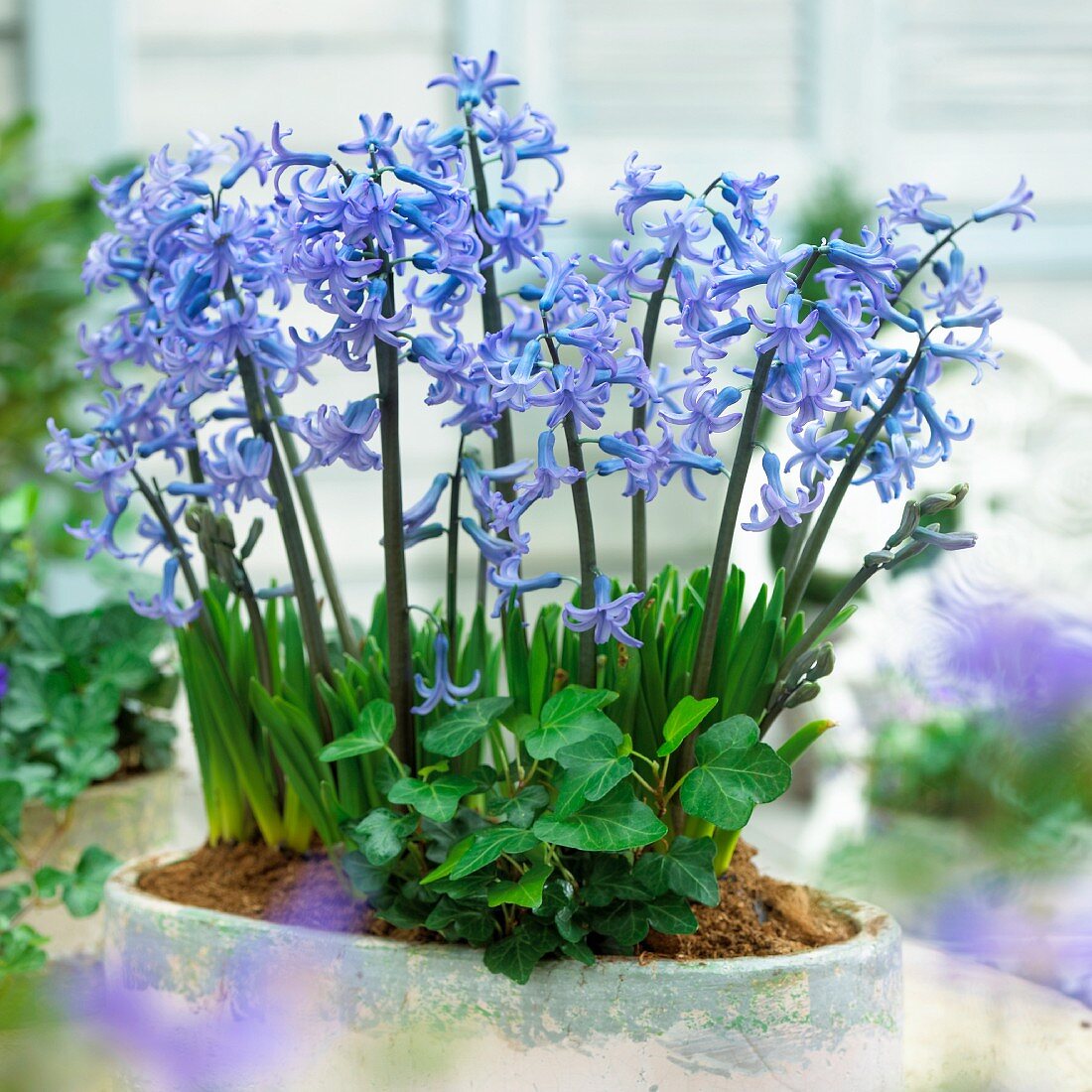 Blue hyancinths and ivy in a plant pot