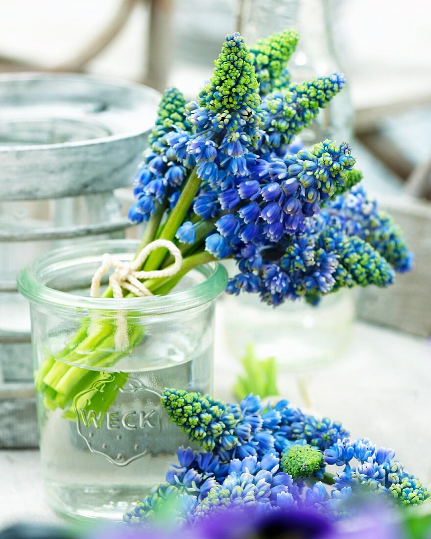 A small bouquet of blue grape hyacinth in a water glass